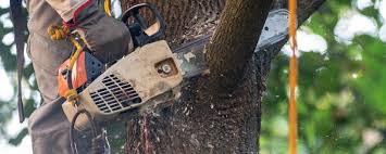 Best Pest Control for Lawns  in Huntington Beach, CA