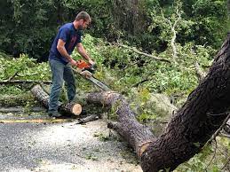 How Our Tree Care Process Works  in  Huntington Beach, CA