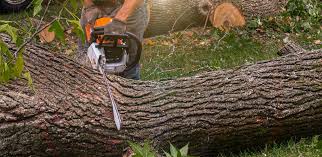  Huntington Beach, CA Tree Care Pros