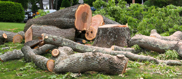 Best Root Management and Removal  in Huntington Beach, CA