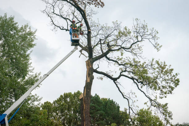 How Our Tree Care Process Works  in  Huntington Beach, CA