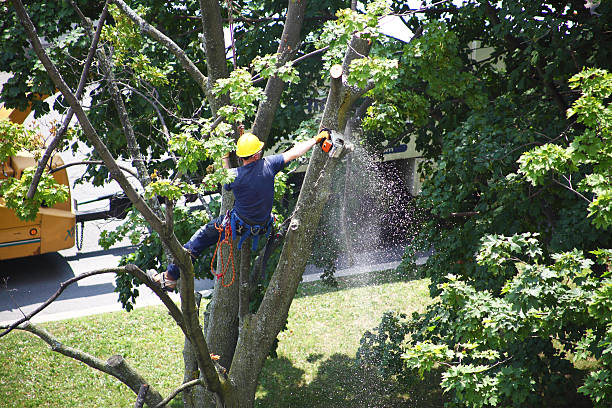Best Weed Control  in Huntington Beach, CA