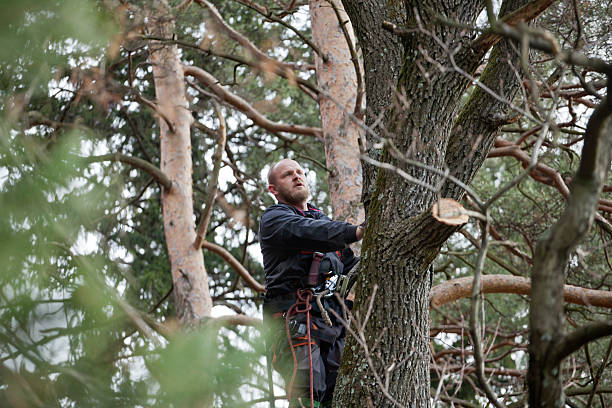 Best Tree Cabling and Bracing  in Huntington Beach, CA