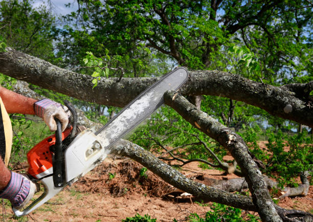 Best Tree Maintenance Programs  in Huntington Beach, CA